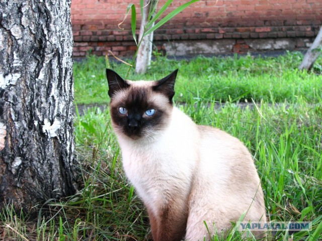 Мужик спас котёнка