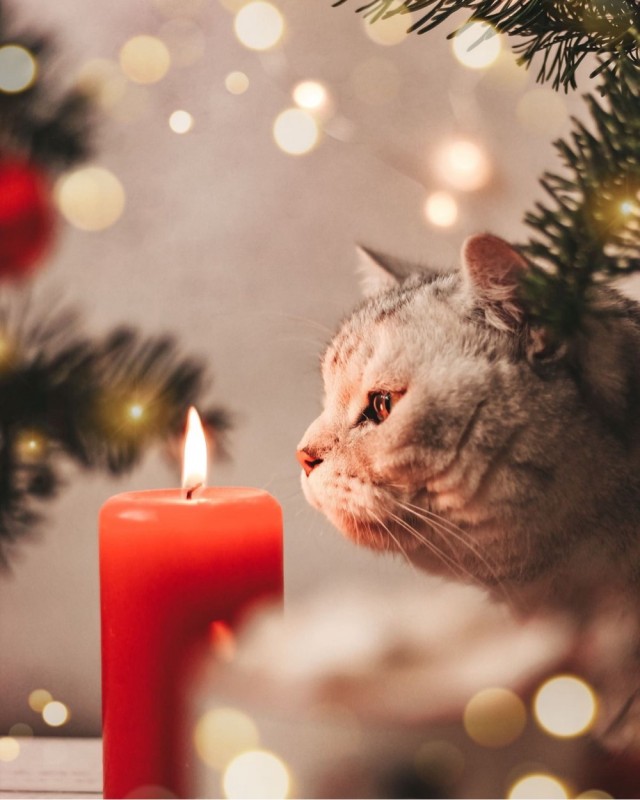 Прикольные и просто красивые картинки 31.12.2024