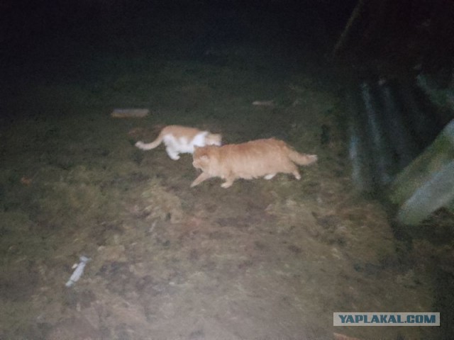 Жизнь домашнего приюта для котеек 529