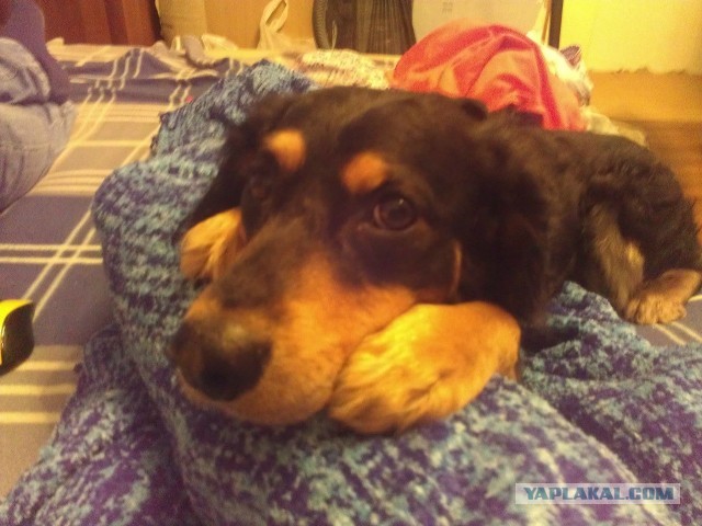 10 самых агрессивных пород собак