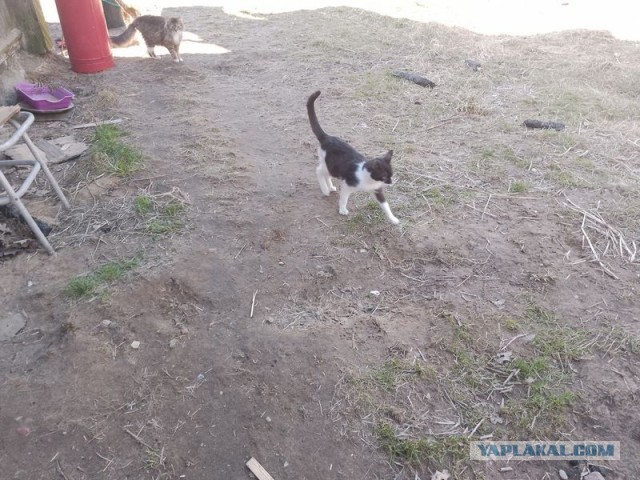 Жизнь домашнего приюта для котеек 536