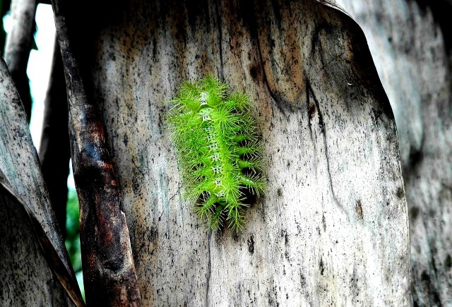 Самая ядовитая гусеница в мире: крошечная, но опасная