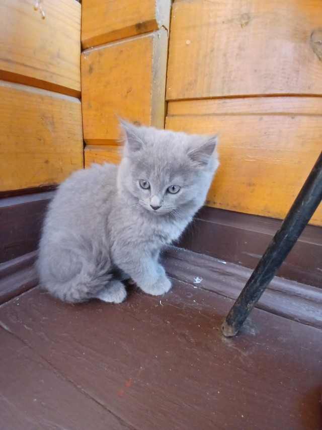 Отдам котят