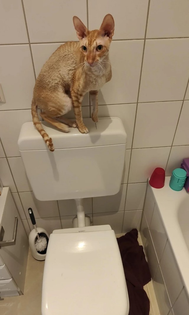 Кошки в санузле.