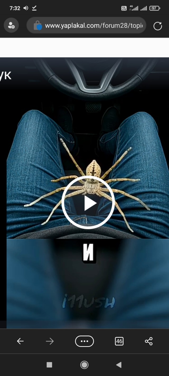 Самый страшный паук Австралии.