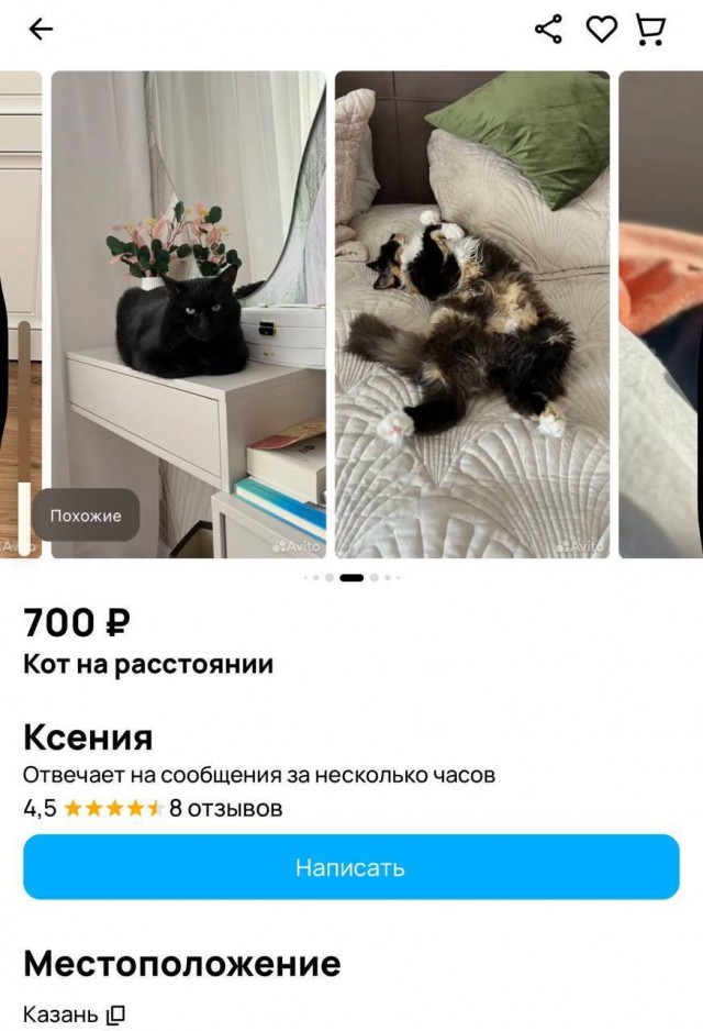 Казанцы начали предлагать услугу «Кот на расстоянии»