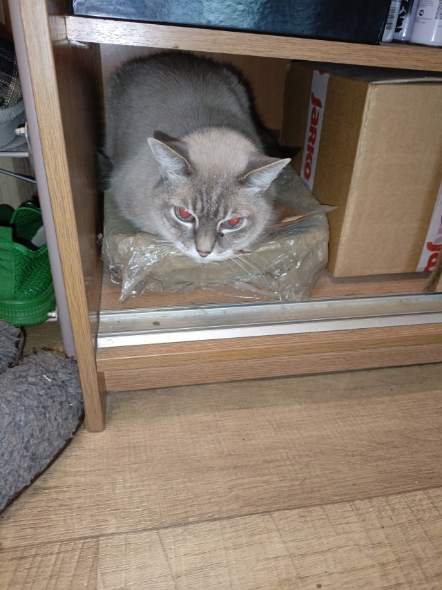 Не котовторник, но кот прикольный.