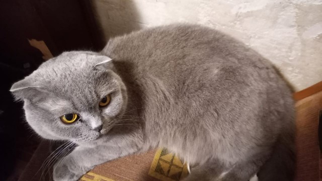 Кошачьи звезды вэбкама