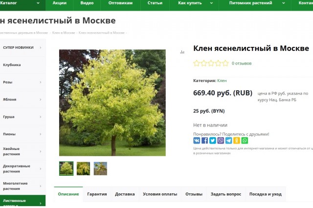 Американский клён признали чужеродным растением и требуют уничтожить