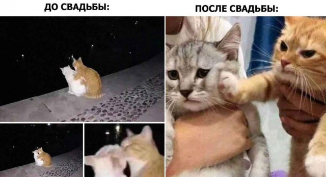 К котовторнику: подборка картинок-баянов с котиками и про котиков. Выпуск 31.
