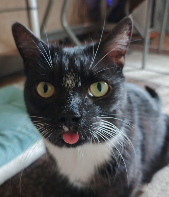 Котовторник же!