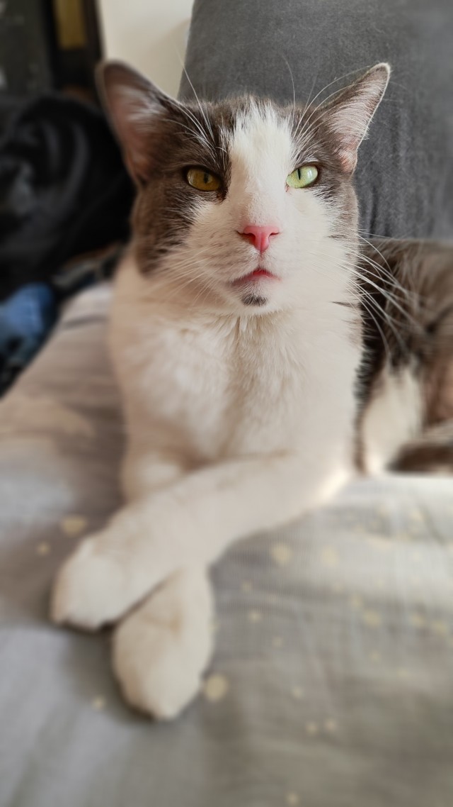 Котоужин