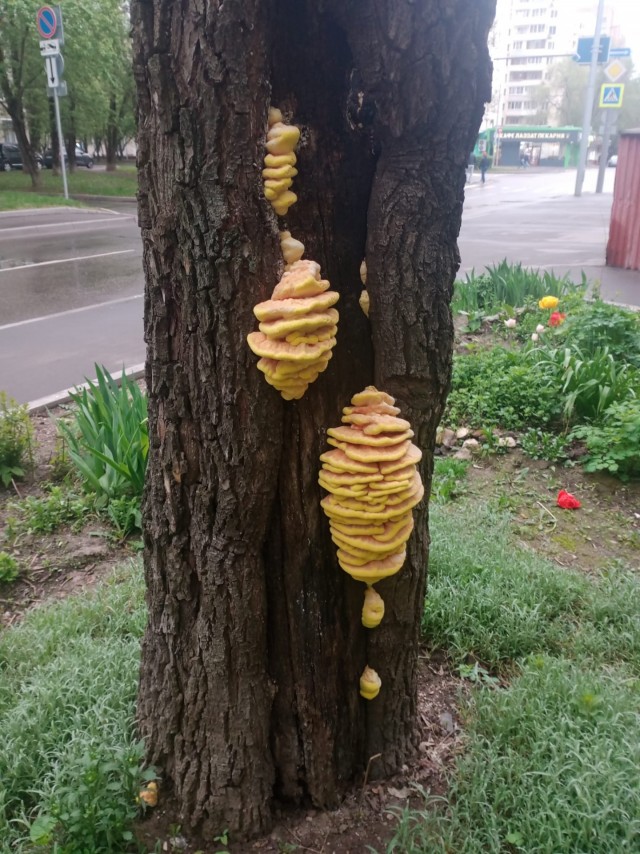 Городские древесные грибы