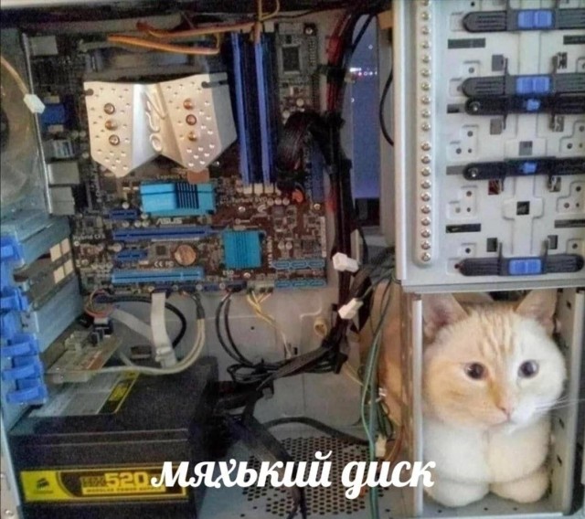Возлюби кота ближнего своего