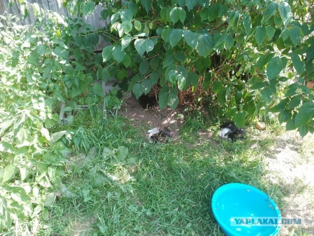Жизнь домашнего приюта для котеек 578