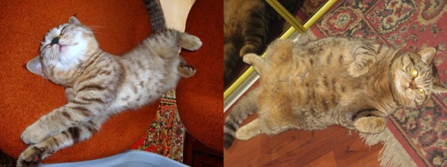 Коты и время