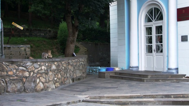 Если есть кошачий рай - это...