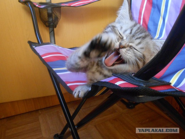 Котовторник 6.05.2014