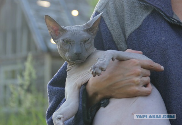Котовторник 6.05.2014