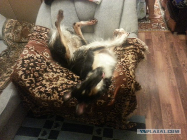 Собачки: русская борзая