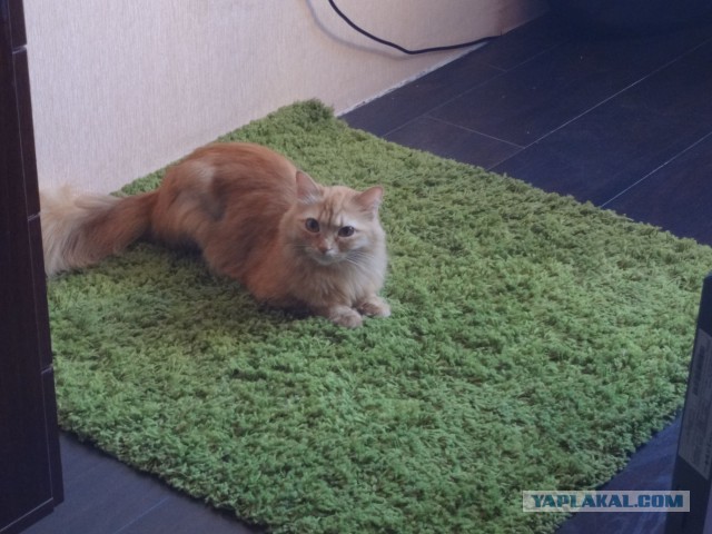 Котовторник 30.09.2014