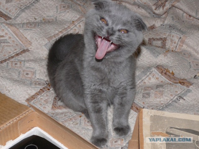 Котовторник 30.09.2014