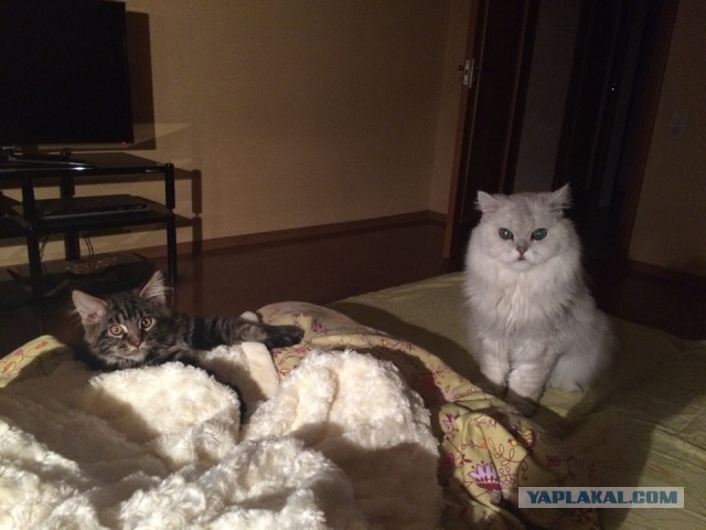 Котовторник