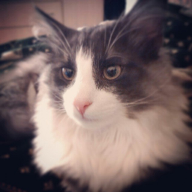 Котовоскресенье