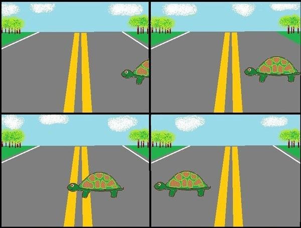 Путешествие черепахи...