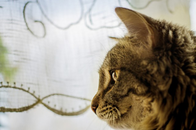 Котовторник 5.05.2015.