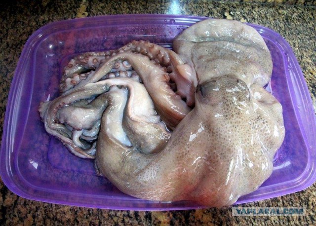 Осьминог по-галисийски. Pulpo a la Gallega.