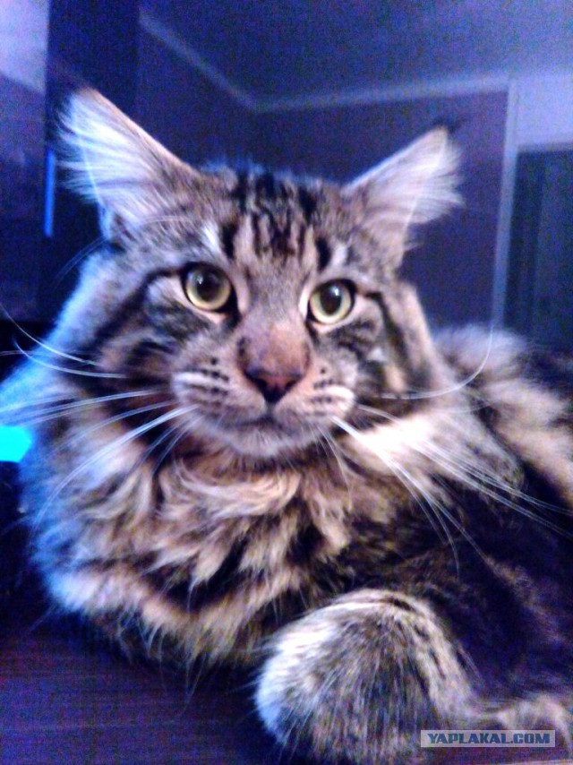 Котовторник 18.08.2015
