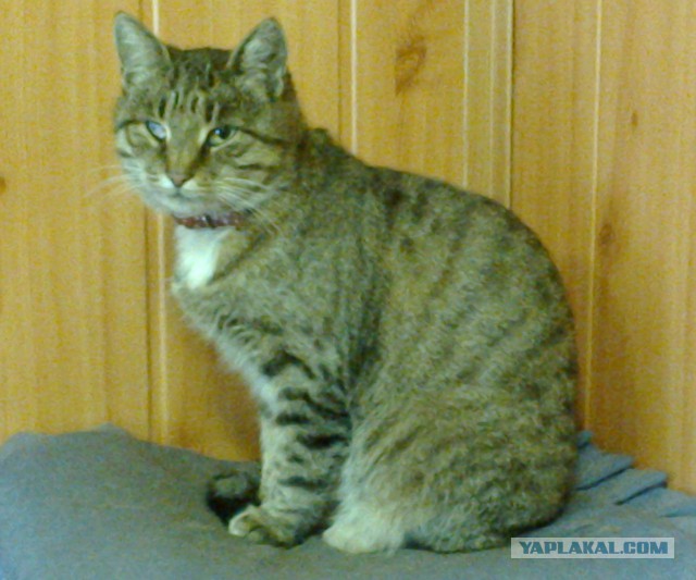 Котовторник 20.10.2015