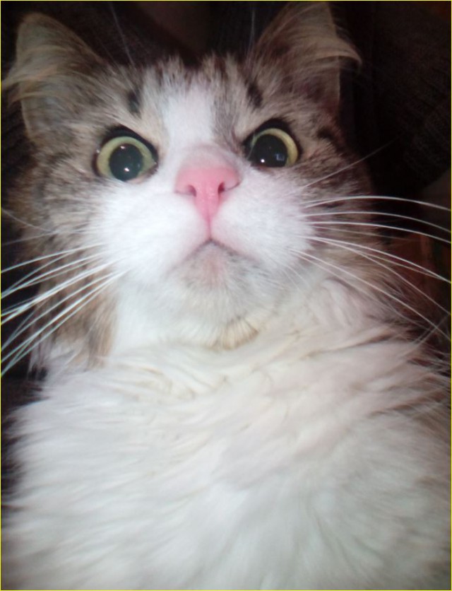 17 фотографий котов