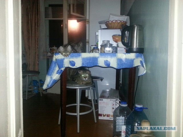 Жизнь домашнего приюта для котеек 91