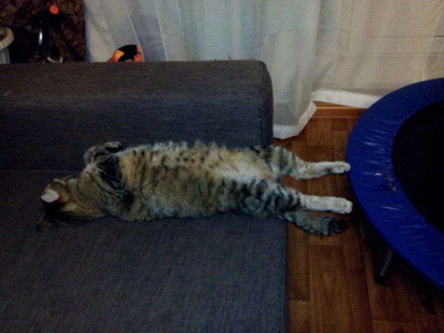 Котовторник 22.12.2015