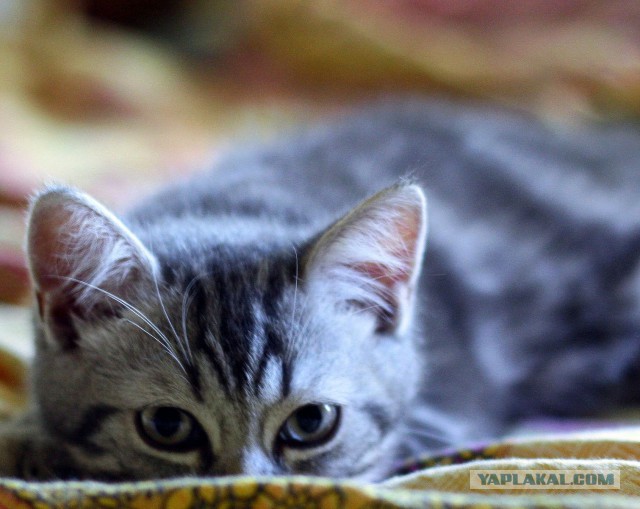 Пост невероятной кошачьей красоты. 25 фот.