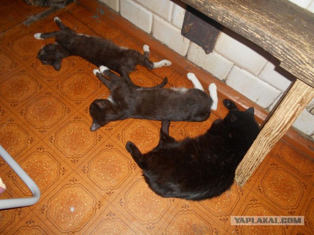Жизнь домашнего приюта для котеек 97
