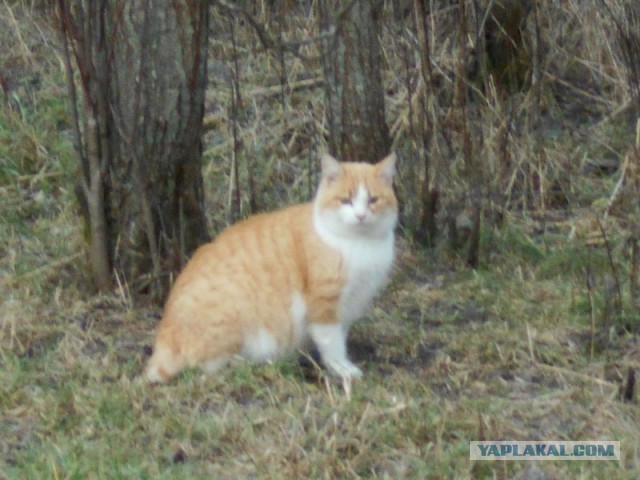 Жизнь домашнего приюта для котеек 101
