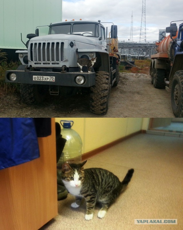 Котовторник - начало