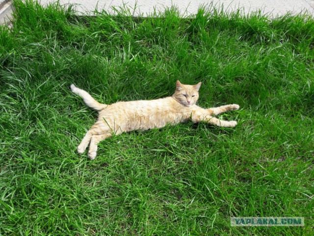 Котовторник 17.05.2016