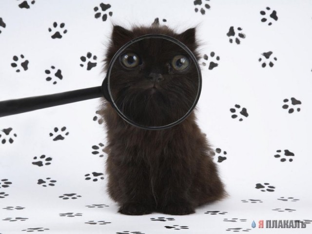 Коты, кошки, котята