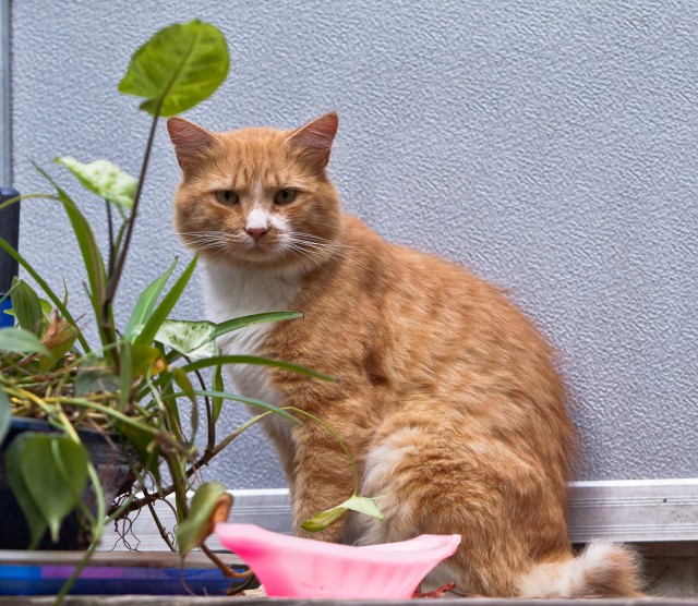 Котовторник 26.07 2016