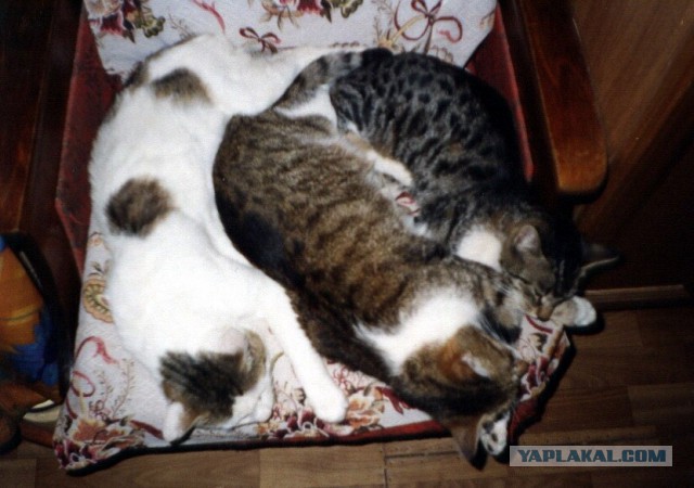 Когда два кота