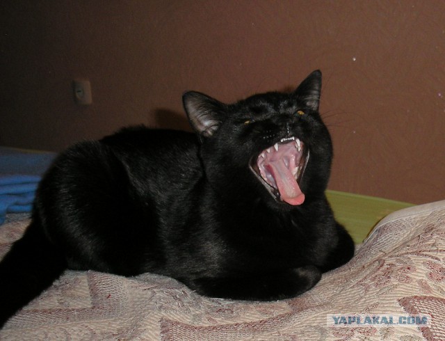 Мой зевающий кот