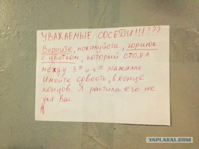 15 душевных объявлений из наших подъездов