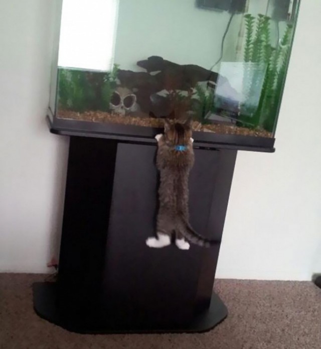 Коты из сети