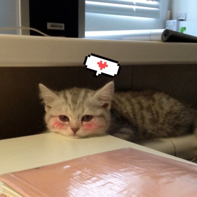 Коты и Кошки