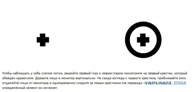 Что ищут офтальмологи на глазном дне?