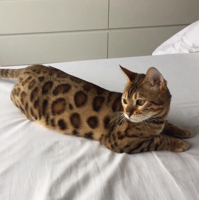 Коты и Кошки